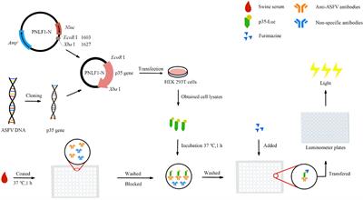 An improved luciferase immunosorbent assay for ultrasensitive detection of antibodies against African swine fever virus